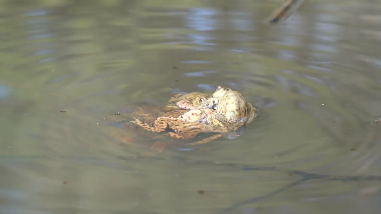 Several frogs mating in a pond in southern Germany