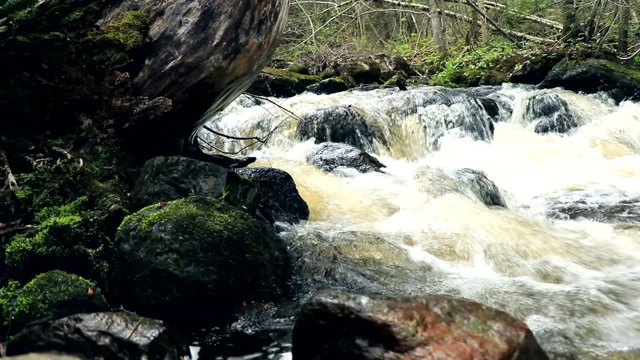 A beautiful Canadian wild forest with a cold river