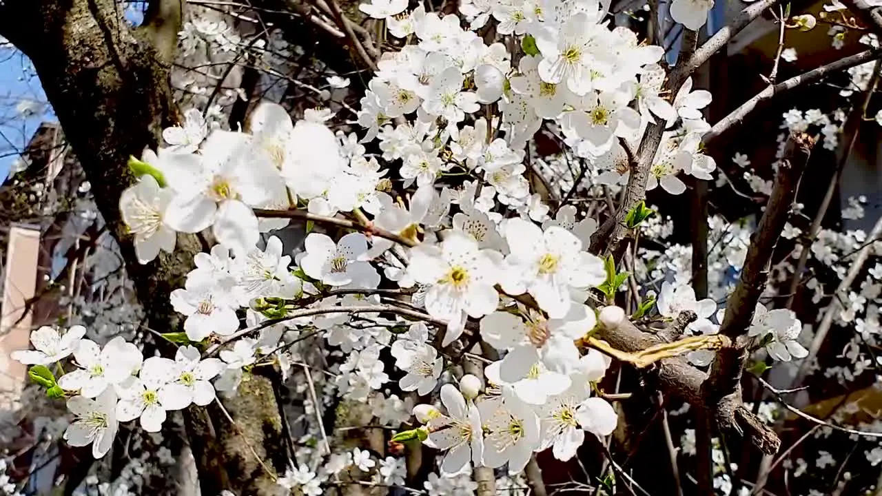 Cherry Blossom branch in the wind with Stink Bug