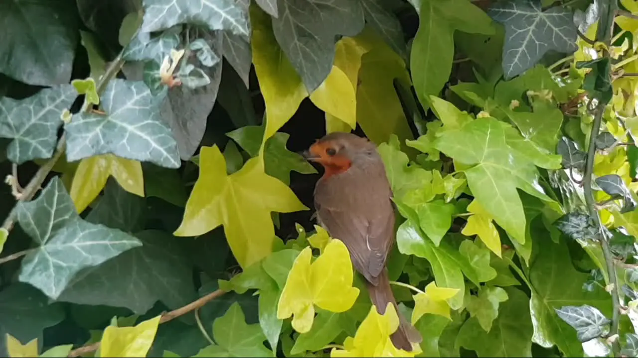 European Robin UK