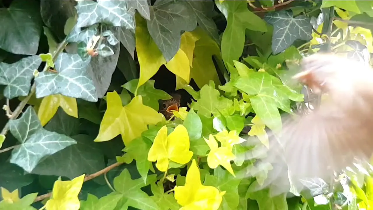 European Robin UK chicks at entrance to nest in ivy calling for food