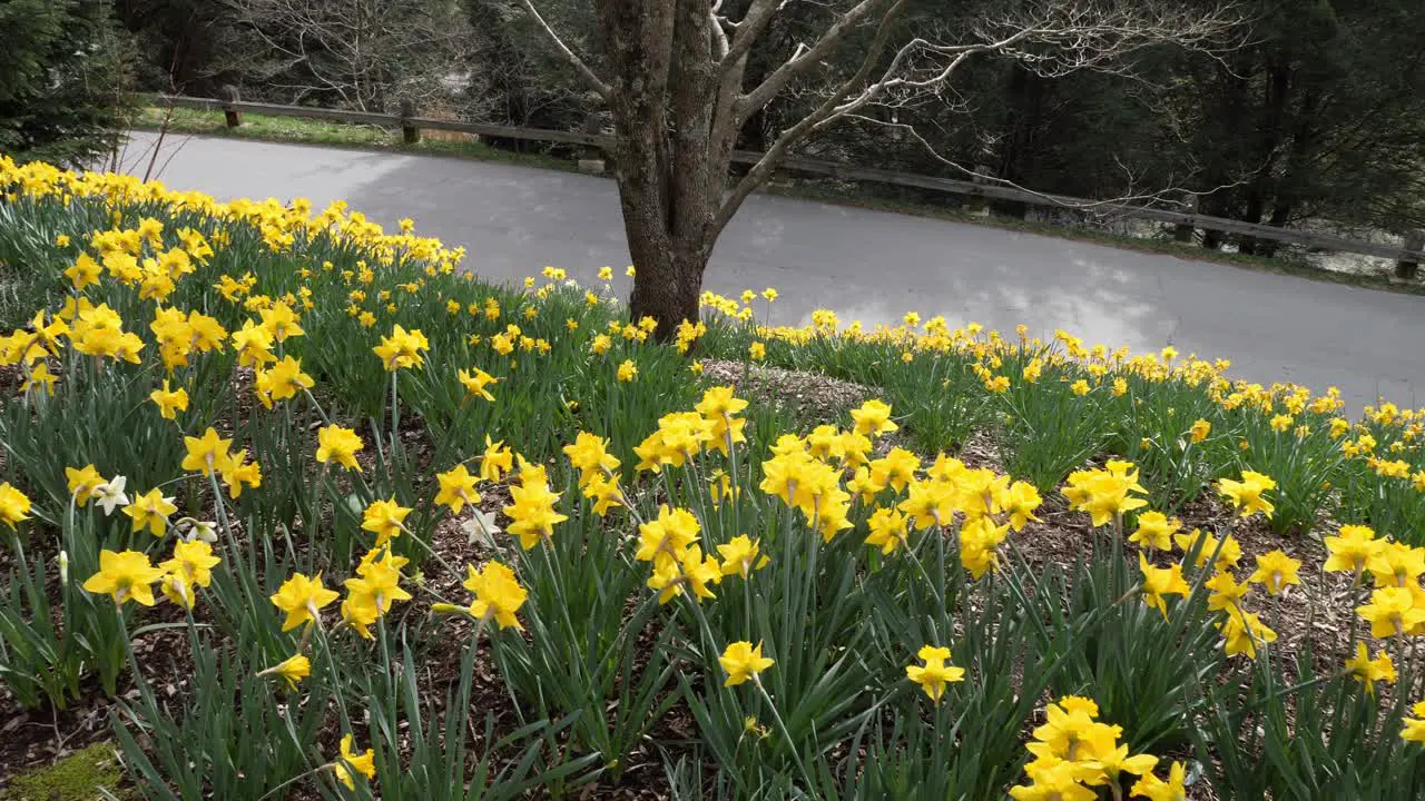 Daffodils in bloom on the grounds of Biltmore House in Asheville North Carolina