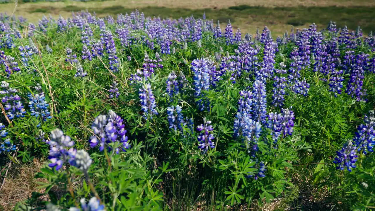 Field of purple flowers holtasoley native to Iceland