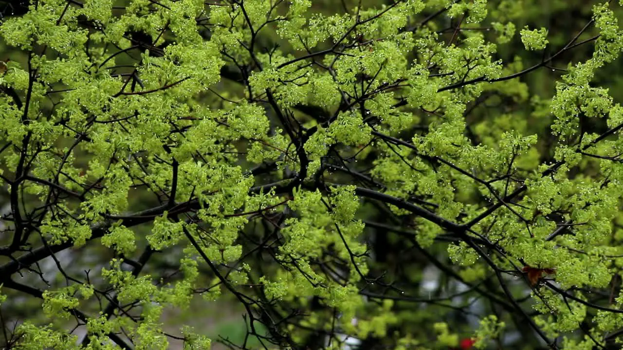 Snow falling down in beginning of a spring with blooming tree