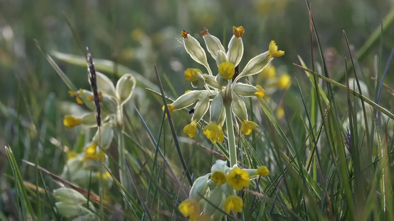 Delicate wild Cowslip flowers in an uncultivated meadow in Worcestershire England at dusk with their flower heads closed