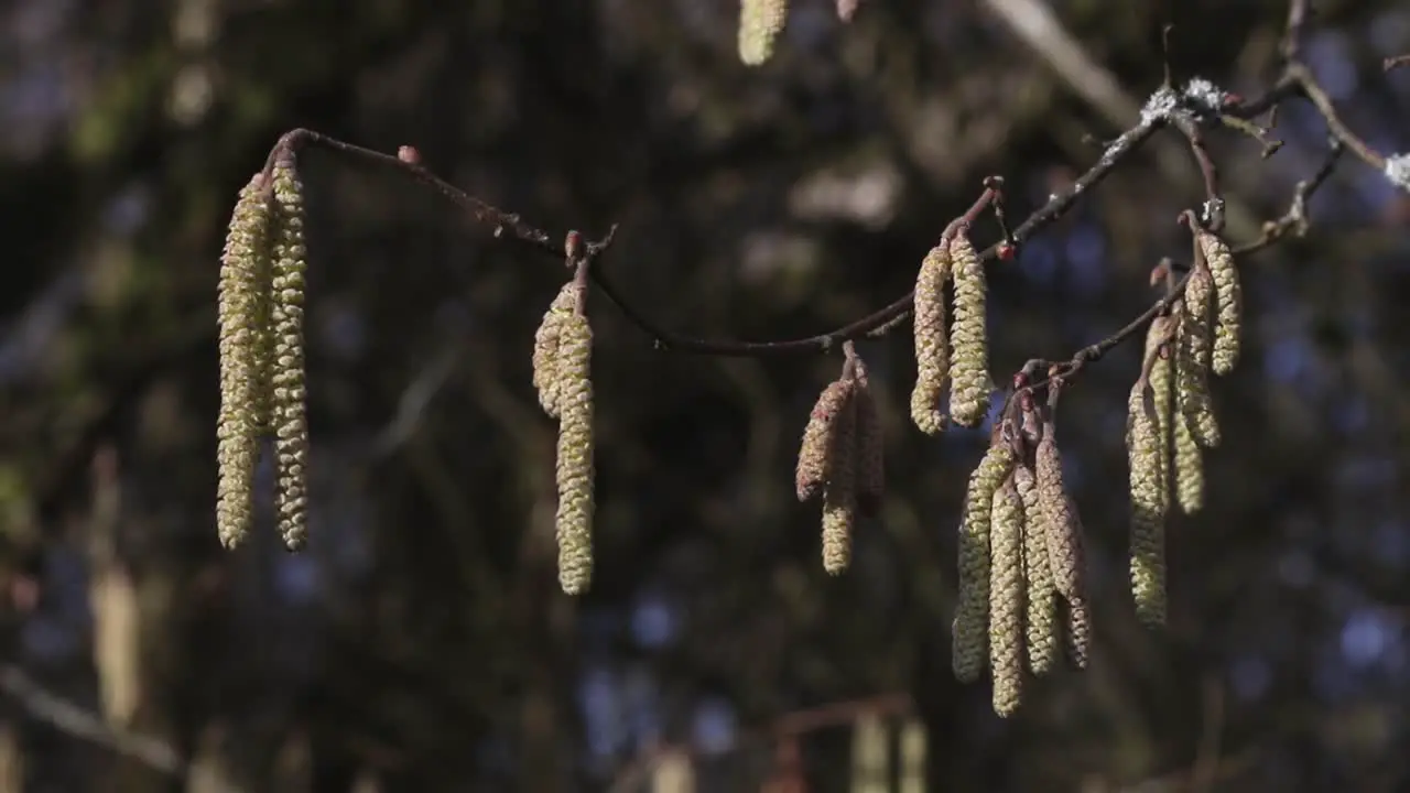 Male Hazel Catkins ‎Corylus avellana hanging from a branch