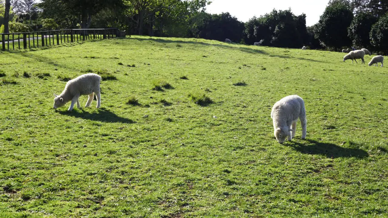 Little Sheep eating grass at one tree hill New Zealand