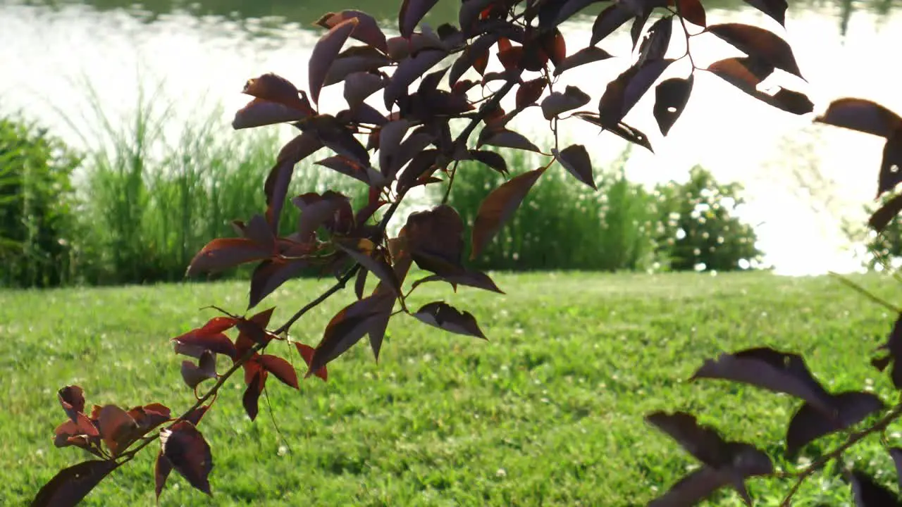 Tree branch blowing in the wind by a lake