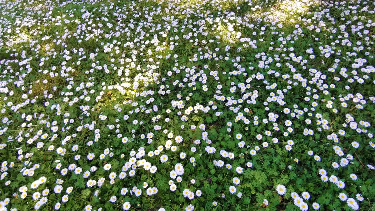 Chamomile daisy meadow moving with the wind