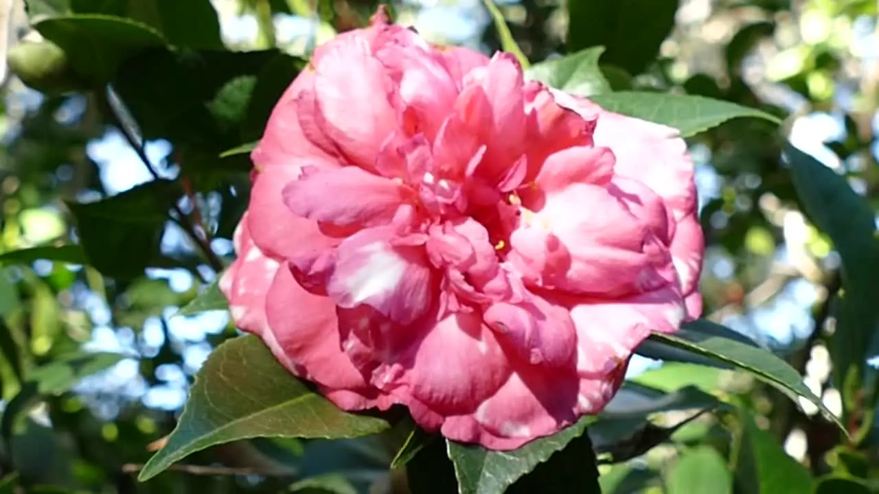 Pink Flower at botanical garden California