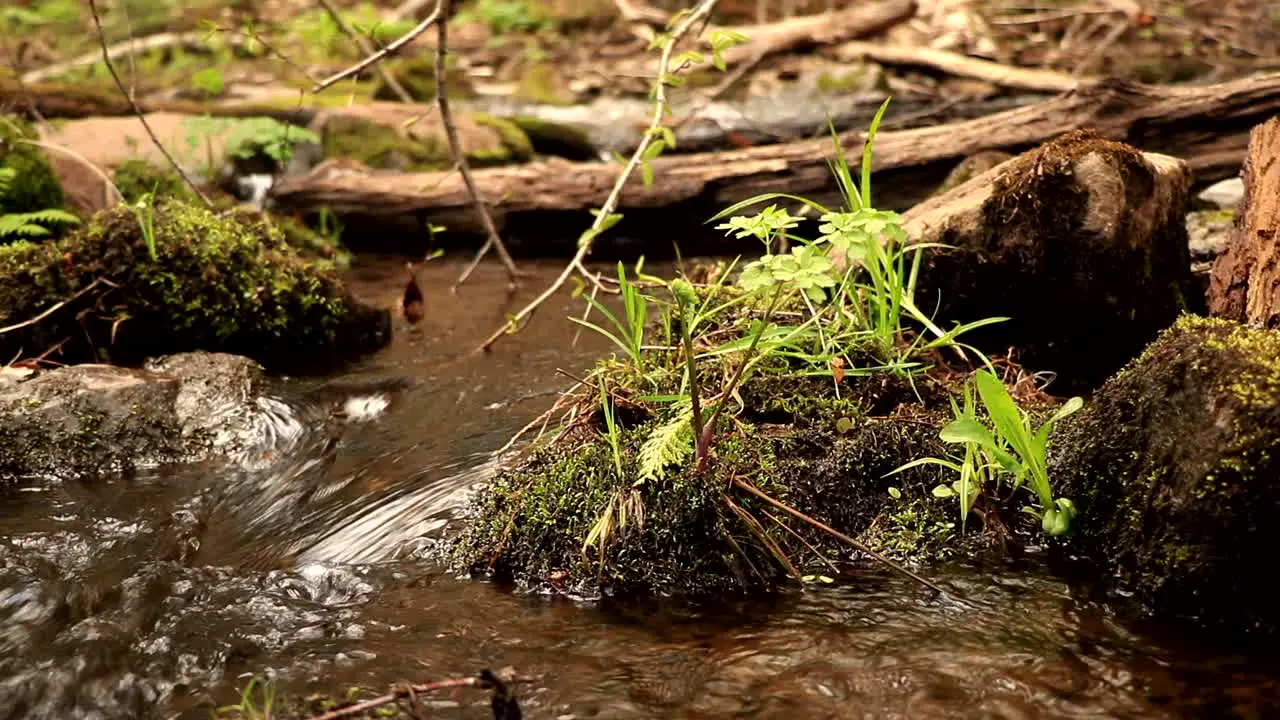 Small vegetation in a swamp