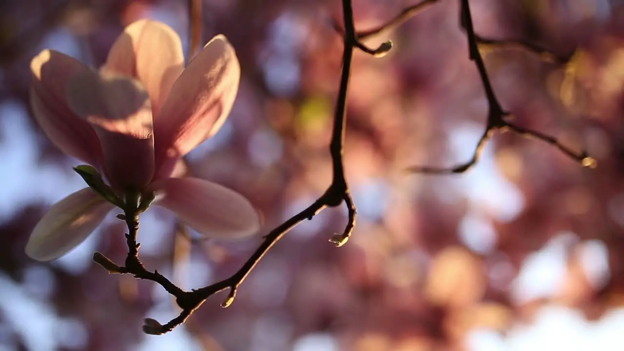 Blooming magnolia tree in the sunset