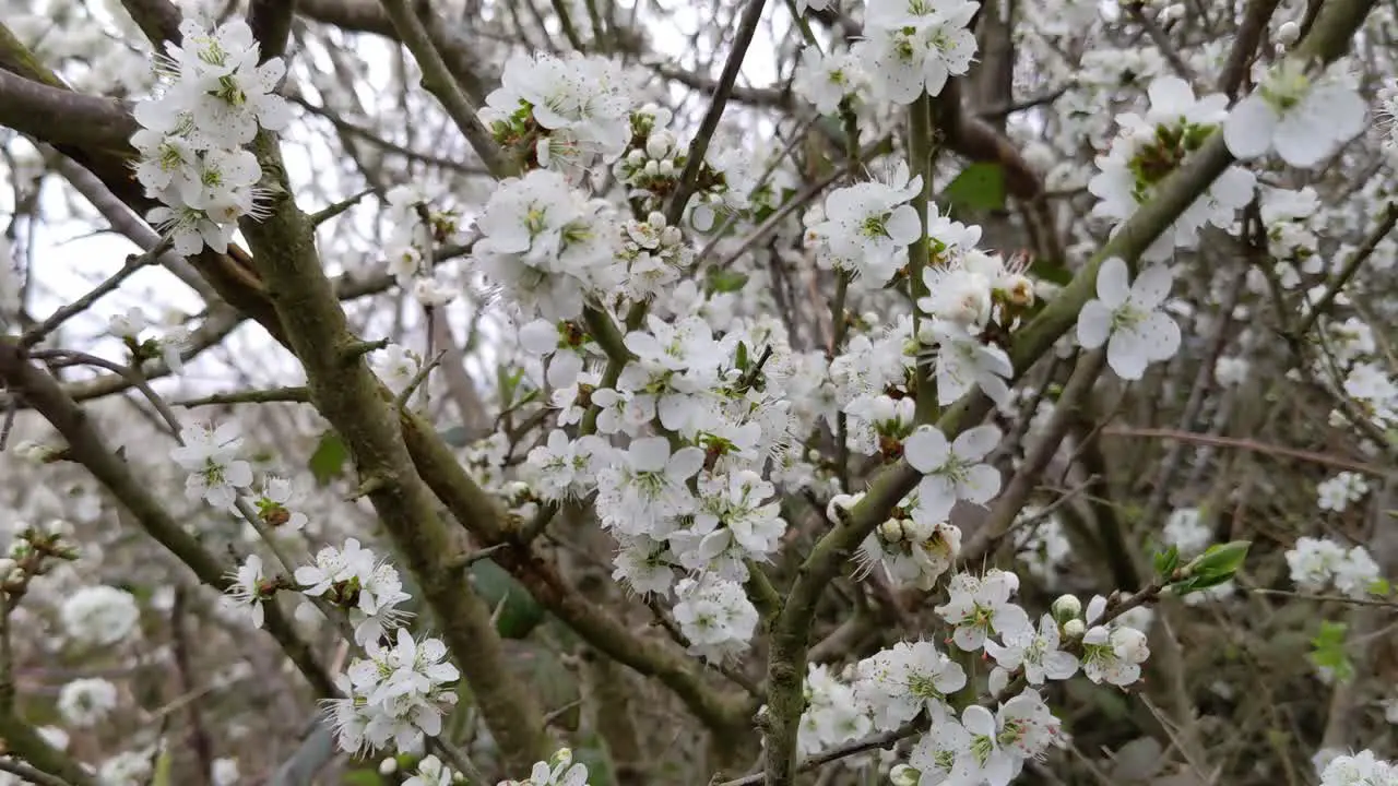 Blackthorn bush a species of Prunus with little white flowers in an early Spring is among the first flowering bushes in Ireland