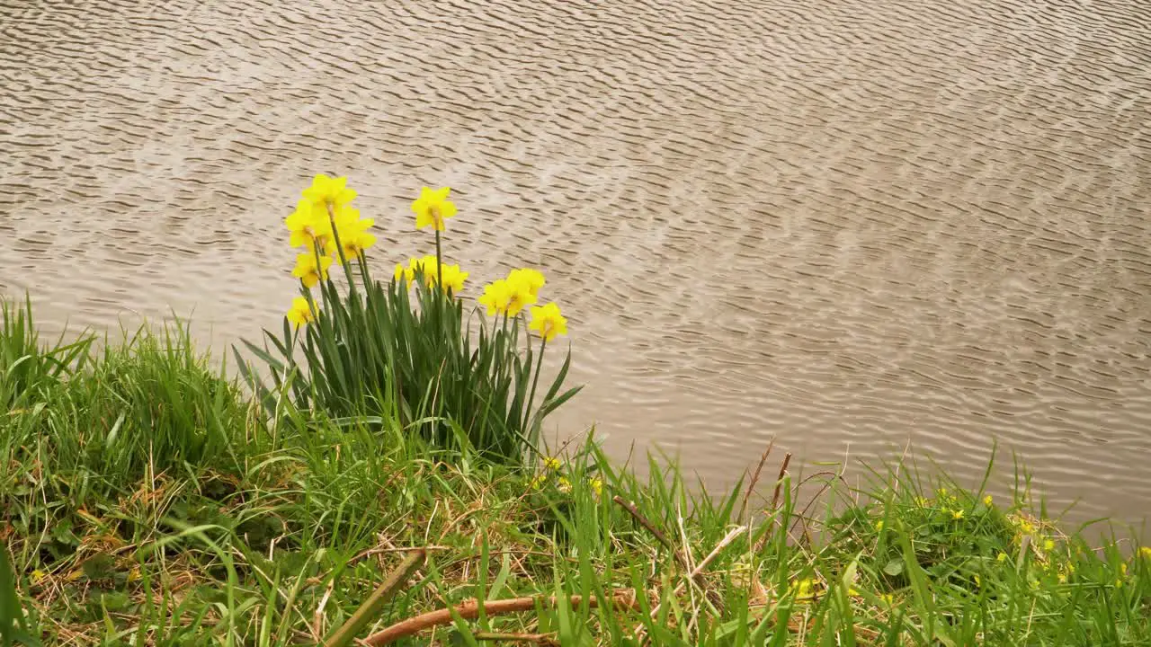 4K close up on some yellow and white narcissus commonly known as daffodil or jonquil in the river bed