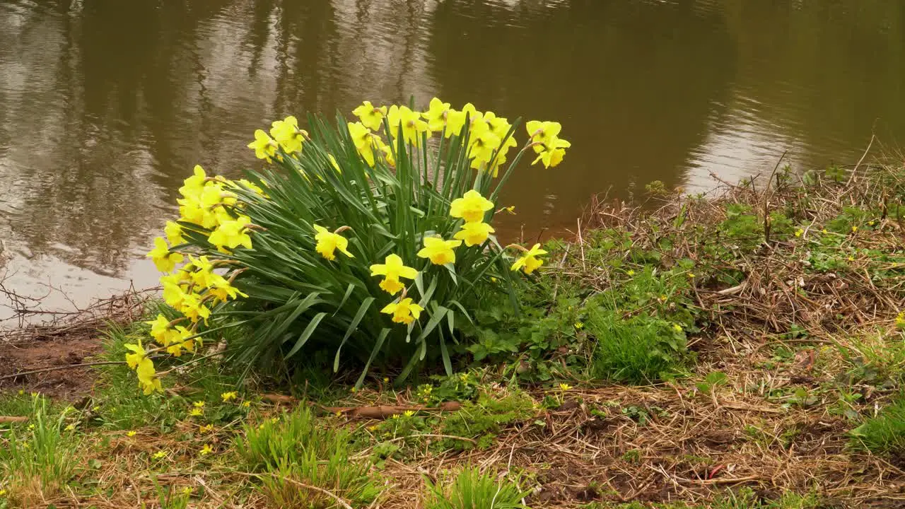 4K close up on some yellow and white narcissus commonly known as daffodil or jonquil shaking in the wind in the river bed