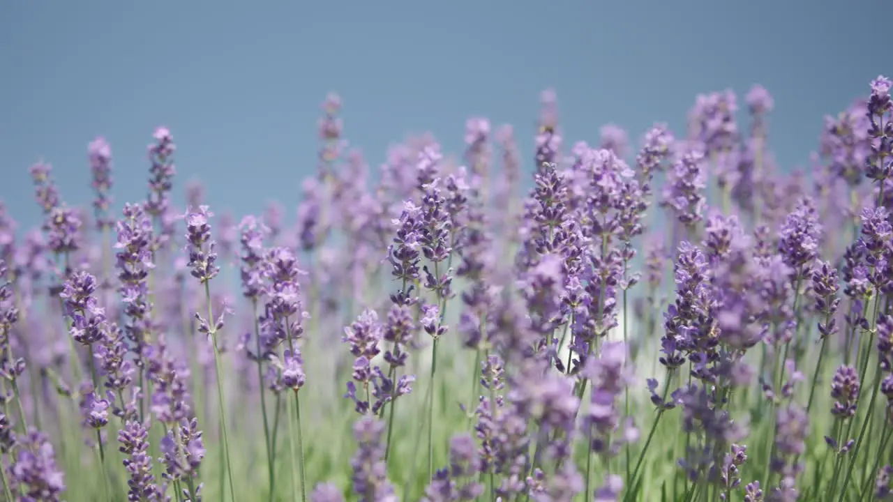 Sliding along the lavender flowers during the summer afternoon