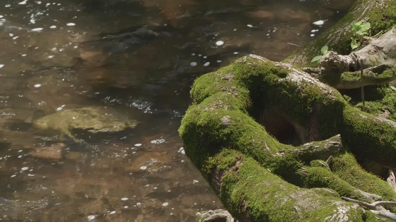 Tree roots and moss by the Wissahickon Creek