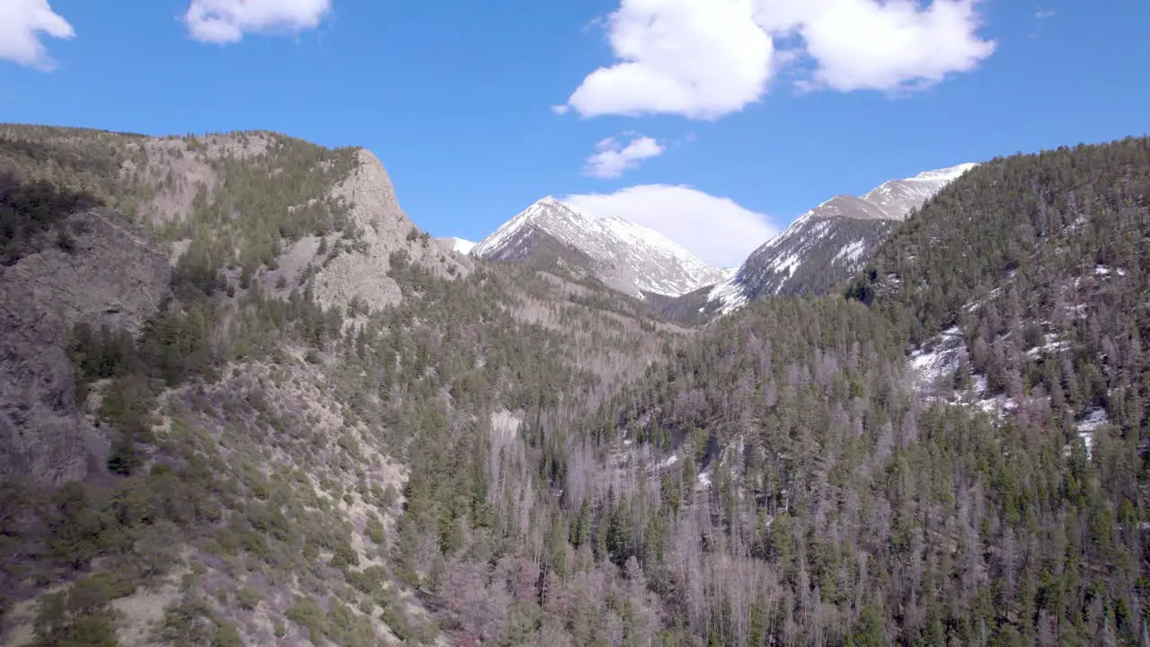 Trees and mountains of Colorado