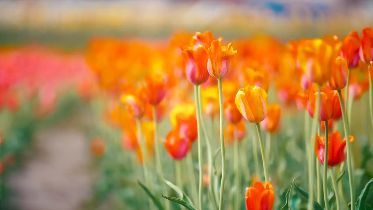 Holland Tulips Flowers Festival Springtime Authentic Traditional Dutch Culture 4K