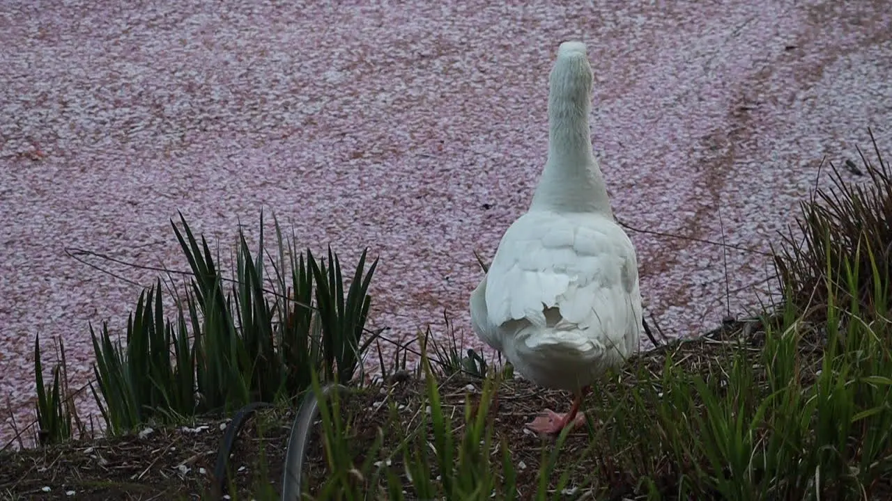 White Goose standing on edge of lake filled with cherry blossom petals in Seokchon Lake Seoul South Korea