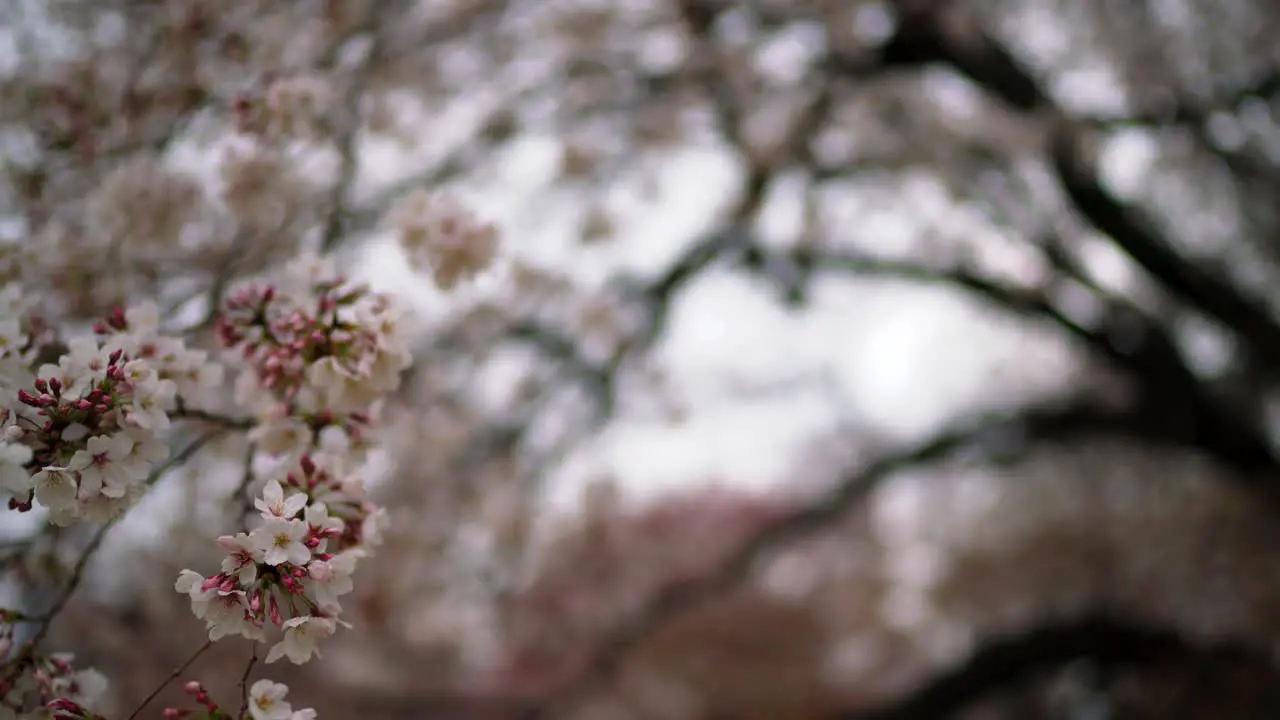 Sakura Flower Cherry Blossom Tree in Japan 4K Beautiful Spring Flower Blossom in Tokyo