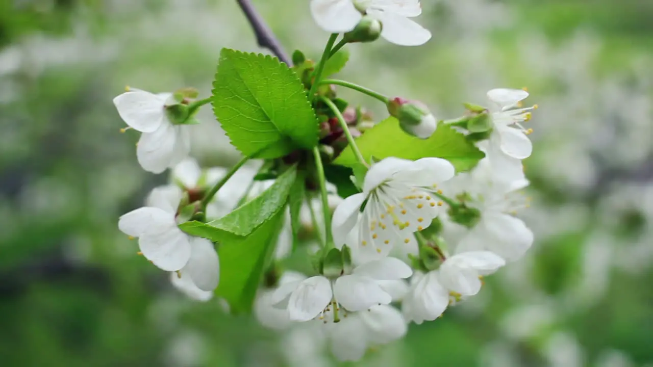 White flowers on blossoming cherry tree in spring Blooming cherry flowers