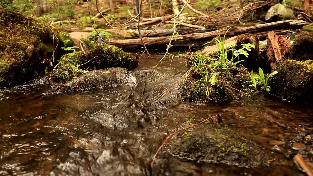 Luxurious bog vegetation