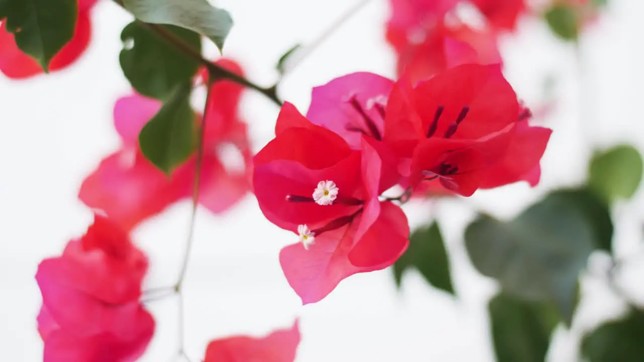 Pink flowers blooming during spring