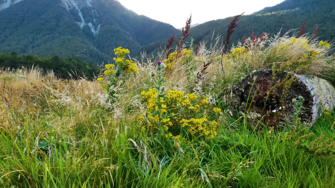 pan of wildflower meadow at base of mountains