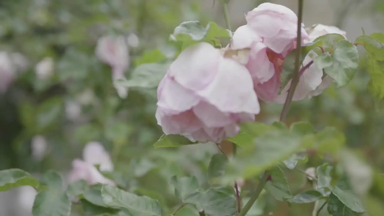 Closeup of two pink roses in a garden