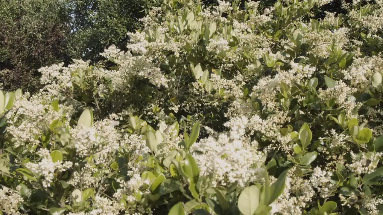 Butterflies fly around a flowering bush