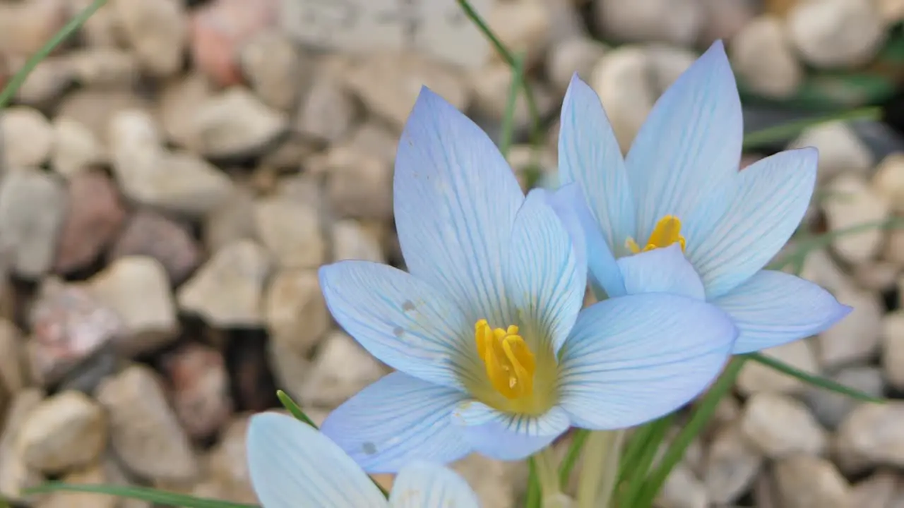 Crocuses with beautiful flowers multicolored