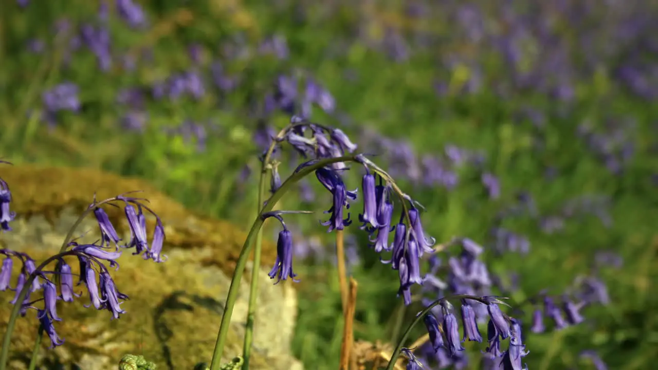 Time-lapse of English Bluebells moving gently in woodland on a spring day