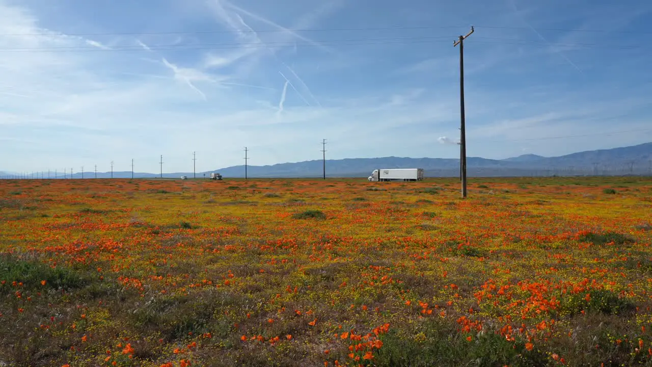 Poppies and other wildflowers growing in the California grasslands after a wet spring