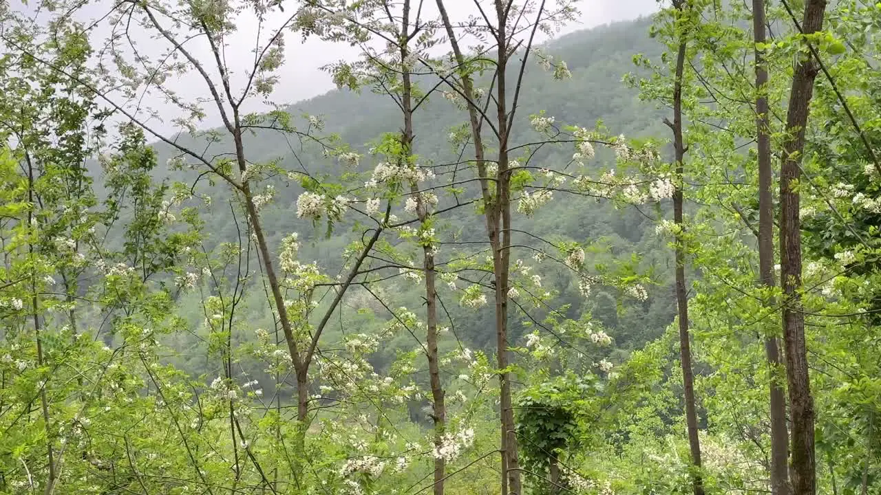 mountain hill view in spring season locusts robinia beauty white blossom blooming in middle east Asia botanical garden flora Europe flower in garden in cloudy weather blue sky scenic landscape