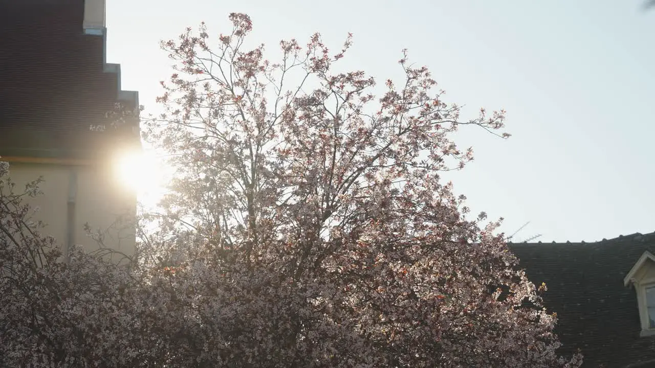 Blossom tree blooming with sun light flares