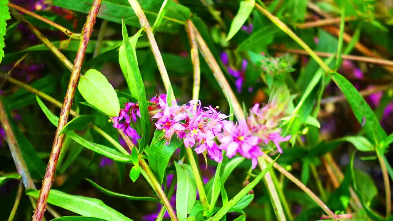 Bee collecting pollen off beautiful purple flowers