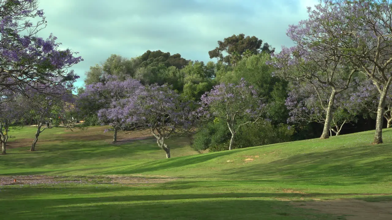 Beautiful city park in San Diego with purple blooming Jacaranda trees and green grass spring and summer background camera zooming in regular speed