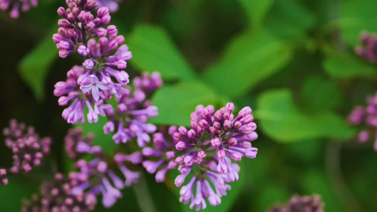 Lilac blooms at spring sunset