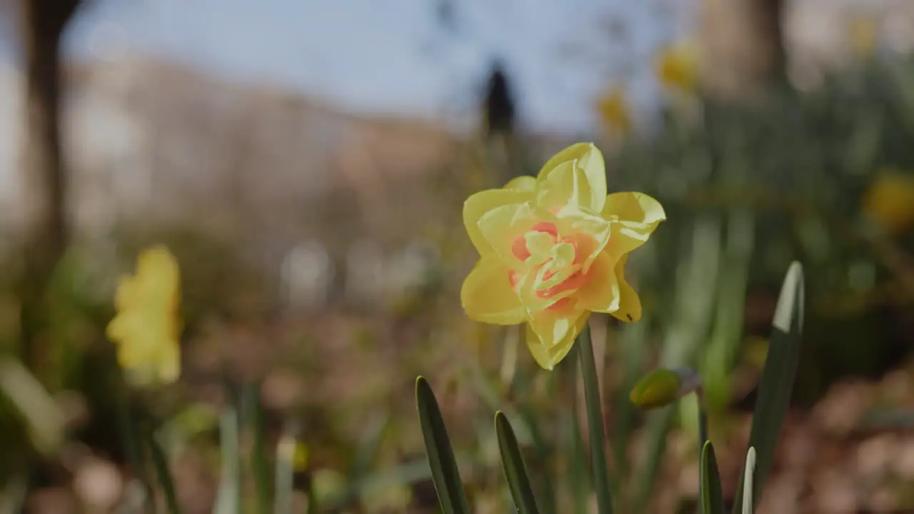 Macro Shot of a Tahiti Daffodil