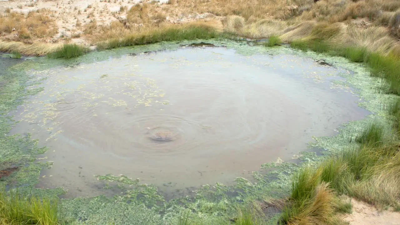 Australian outback Artesian Spring The Bubbler wide 4k