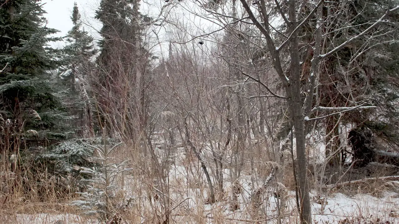 Northwoods Winter Landscape with Falling Snow