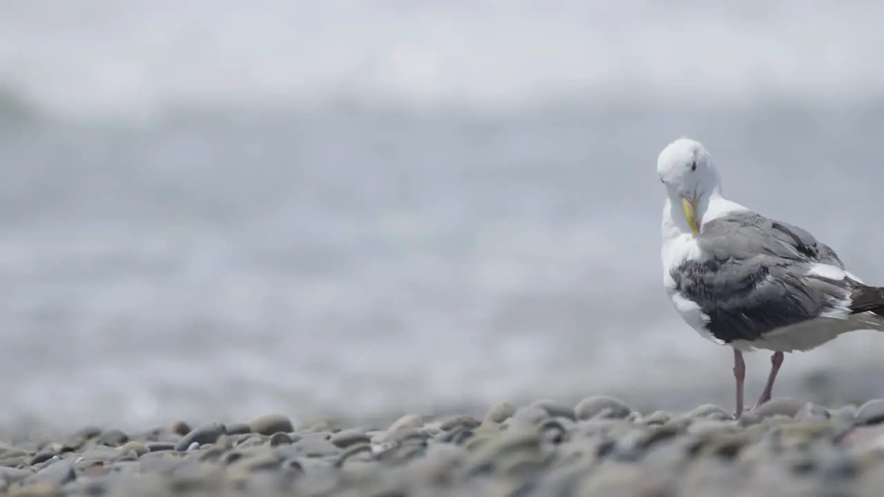 Seagull cleans feathers on beach in slow mo 4K medium shot