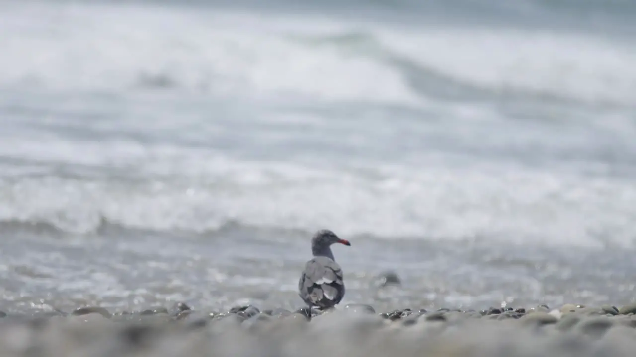 Seagull looks out over the ocean in slow motion 4K wide shot medium