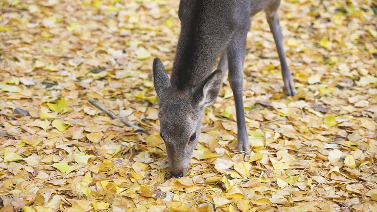 Young deer eating Autumn Golden Ginkgo leaves on Forest Floor