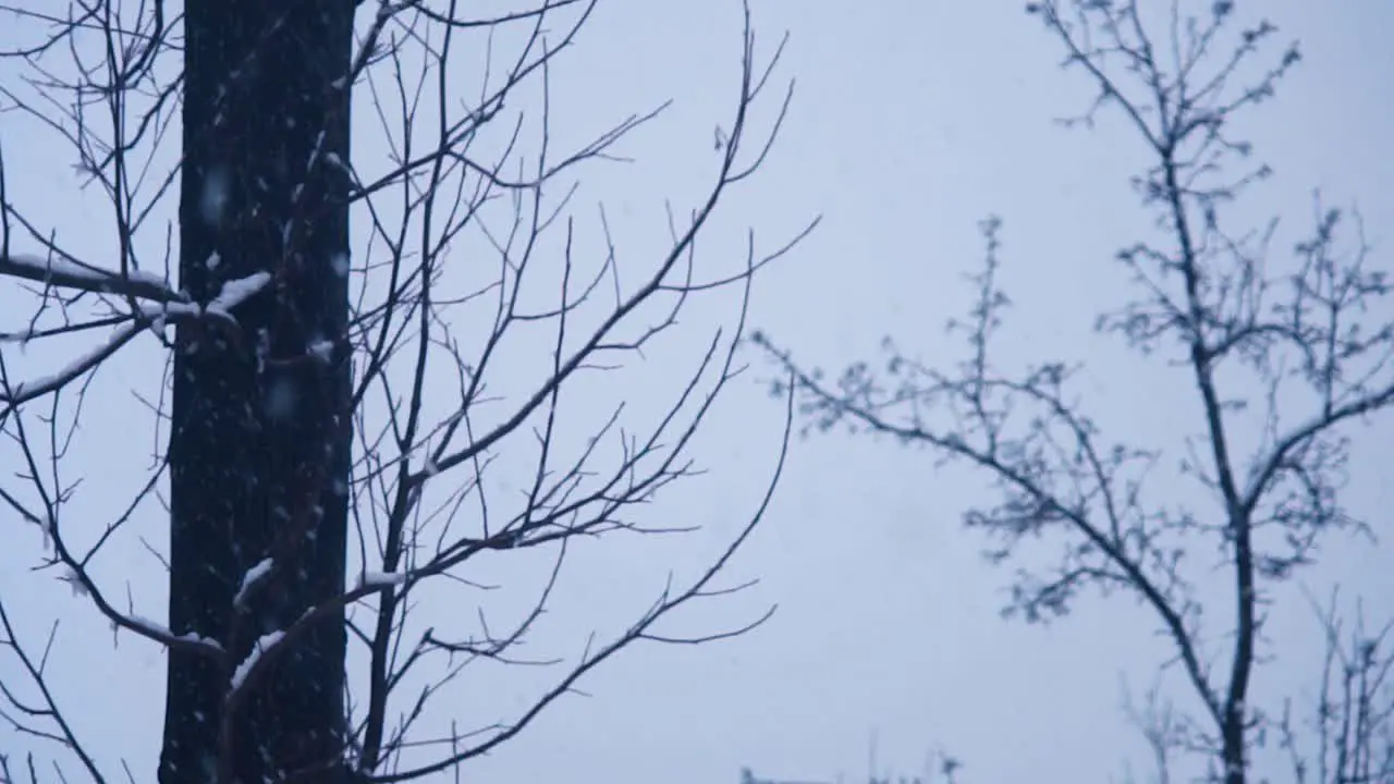 Snow Falling in Slow Motion in Winter by the trees