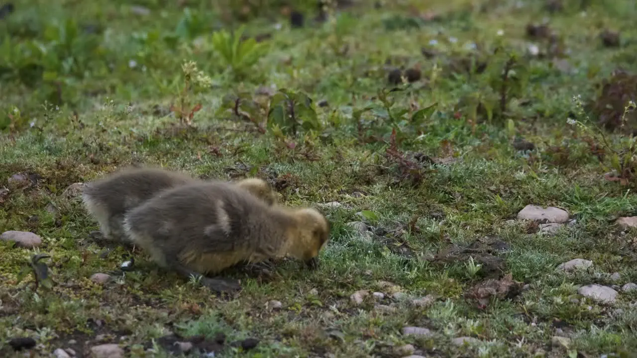 Slow-Motion Goslings Birds Chick Babies Feeding On Grass Copy-Space