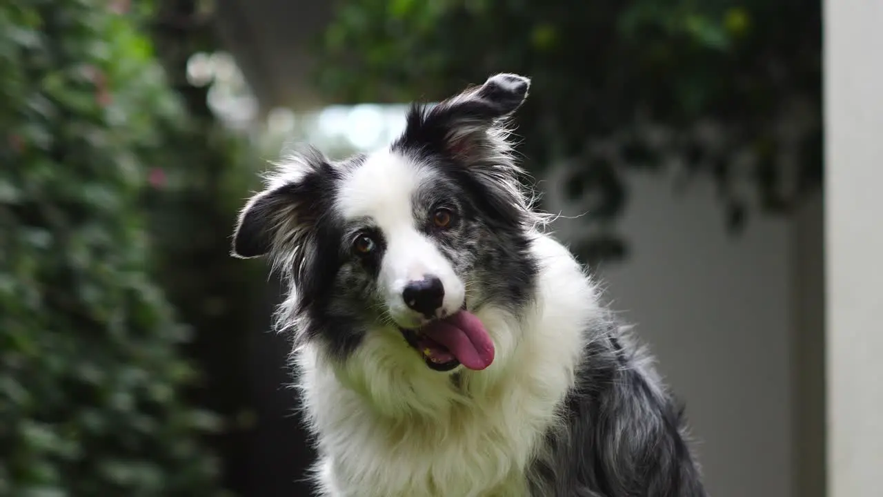 4K Cute smiling boarder collie blue merle sitting confused slow motion