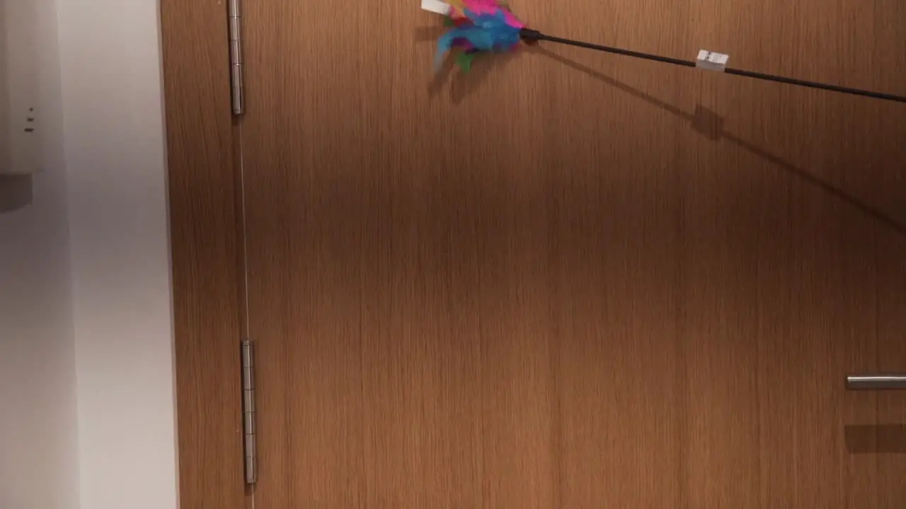 Luring a cat with a pet toy cat jumps on the door in slow motion