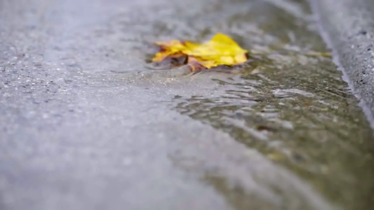 Slow Motion of Yellow Leaf Floating In Sidewalk Gutter Stream